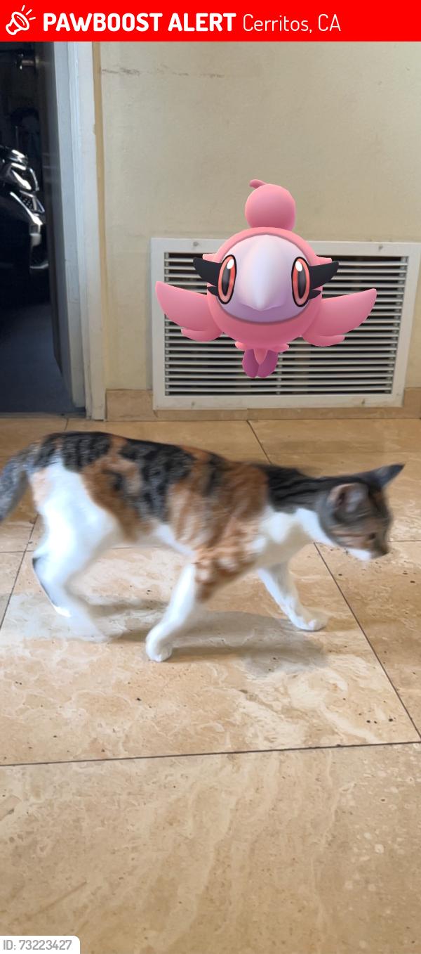 Lost Female Cat last seen Vickie Street corner home across from Chase Bank and EOS gym on South St., Cerritos, CA 90703
