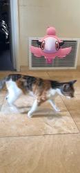 Lost Female Cat last seen Vickie Street corner home across from Chase Bank and EOS gym on South St., Cerritos, CA 90703