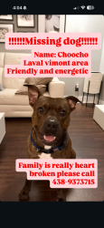Reunited Male Dog last seen Chopin, Laval, QC H7M 2J3