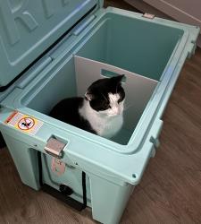 Reunited Male Cat last seen Bent Rd Wake Forest, Wake County, NC 27587