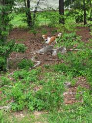 Found/Stray Male Dog last seen Greenway, Morrisville, NC 27560