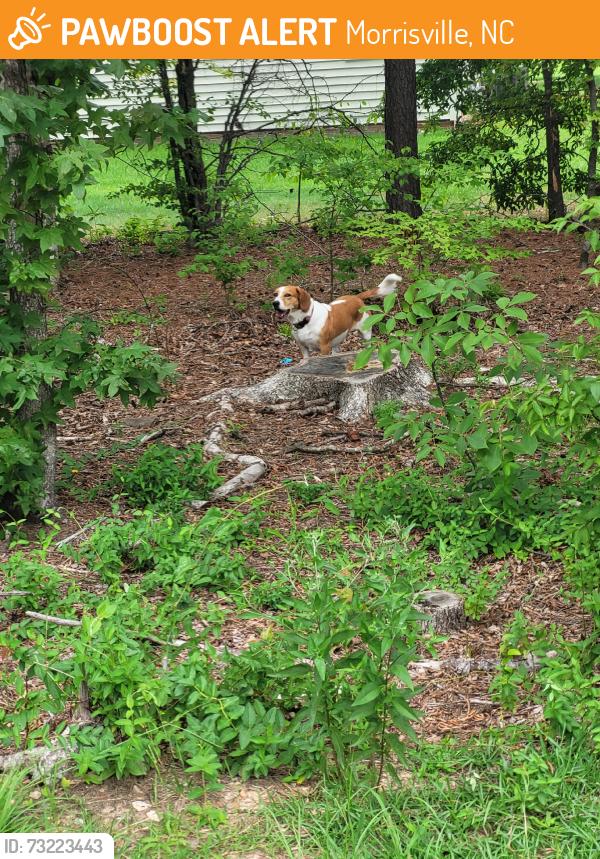 Found/Stray Male Dog last seen Greenway, Morrisville, NC 27560