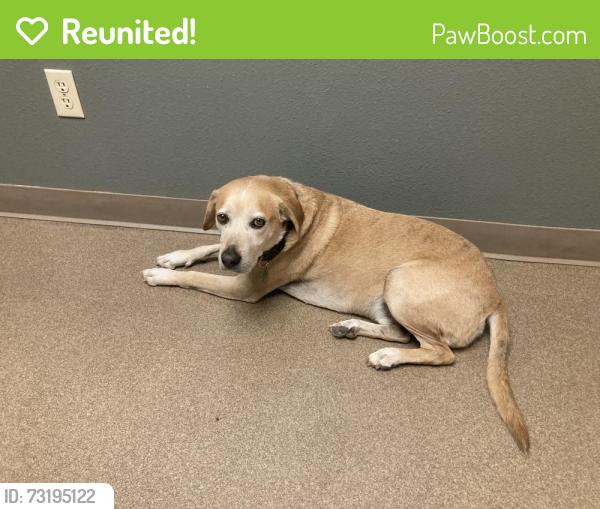 Reunited Male Dog last seen Jose Damian Elementary, El Paso, TX 79932