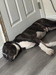 Lost Male Dog last seen Carson park, Carson, CA 90745