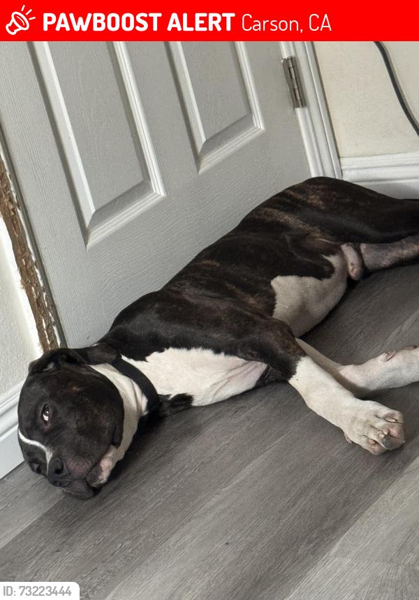 Lost Male Dog last seen Carson park, Carson, CA 90745