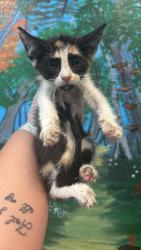Shelter Stray Female Cat last seen Bexar County, 3353 Morningside Dr, New Braunfels, TX 78132, USA
