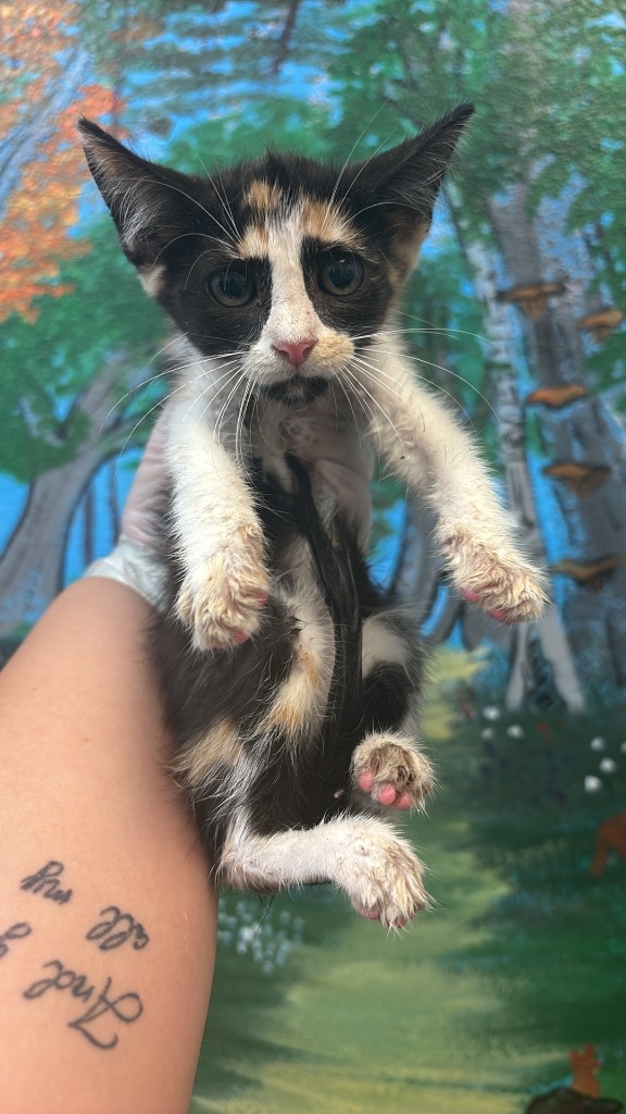 Shelter Stray Female Cat last seen Bexar County, 3353 Morningside Dr, New Braunfels, TX 78132, USA