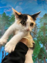 Shelter Stray Female Cat last seen Bexar County, 3353 Morningside Dr, New Braunfels, TX 78132, USA