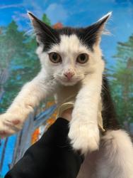 Shelter Stray Male Cat last seen Bexar County, 3353 Morningside Dr, New Braunfels, TX 78132, USA