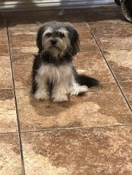 Lost Female Dog last seen Moss took trail, Dallas, TX 75252