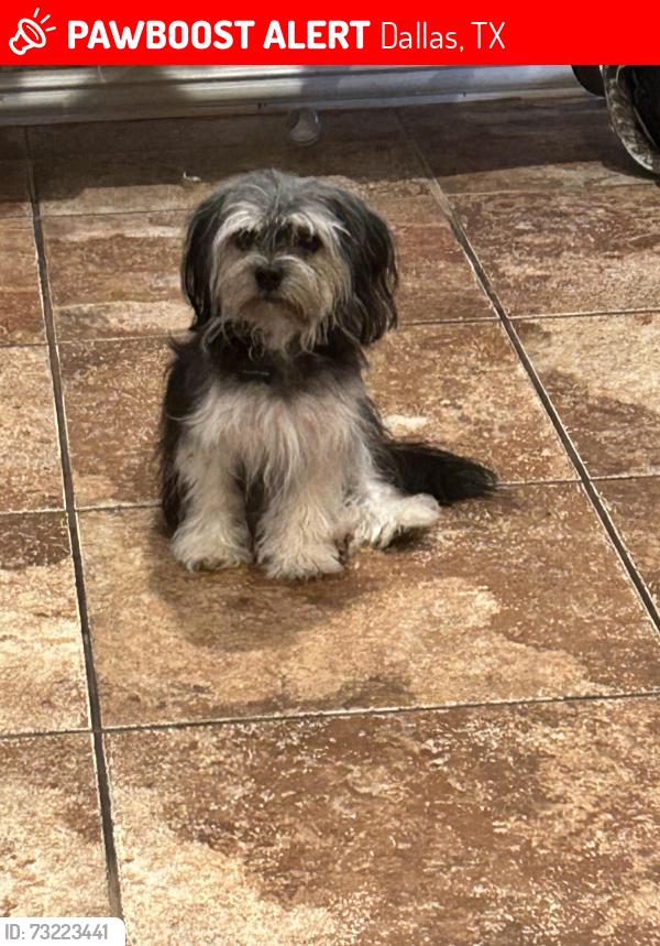 Lost Female Dog last seen Moss took trail, Dallas, TX 75252