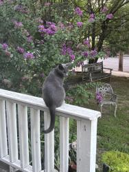Lost Male Cat last seen High Point Terrace & Sevier, Memphis, TN 38122