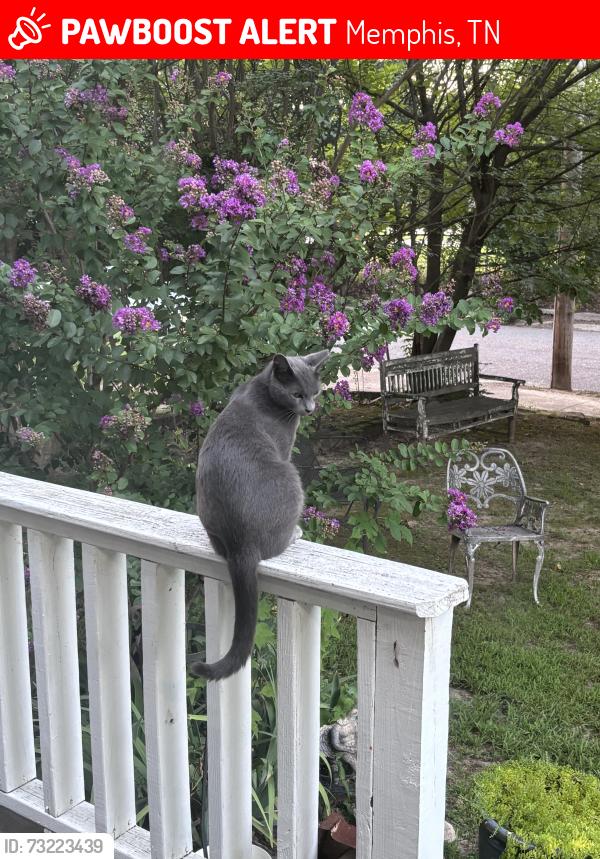 Lost Male Cat last seen High Point Terrace & Sevier, Memphis, TN 38122