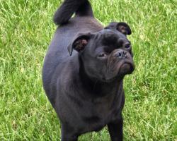Reunited Male Dog last seen Northampton & Tiverton, Lexington, KY 40517