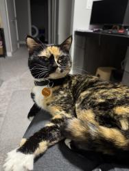 Lost Female Cat last seen Joey Moss School, Edmonton, AB T6W 4W1