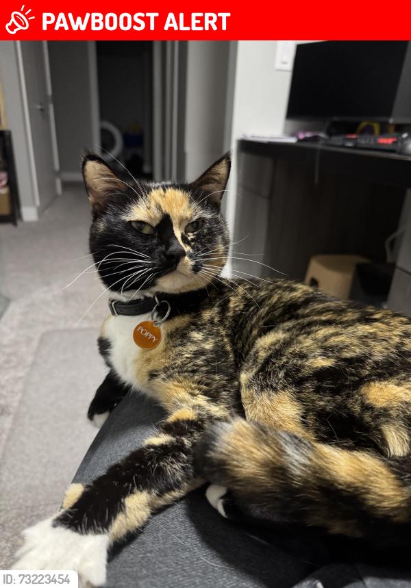 Lost Female Cat last seen Joey Moss School, Edmonton, AB T6W 4W1