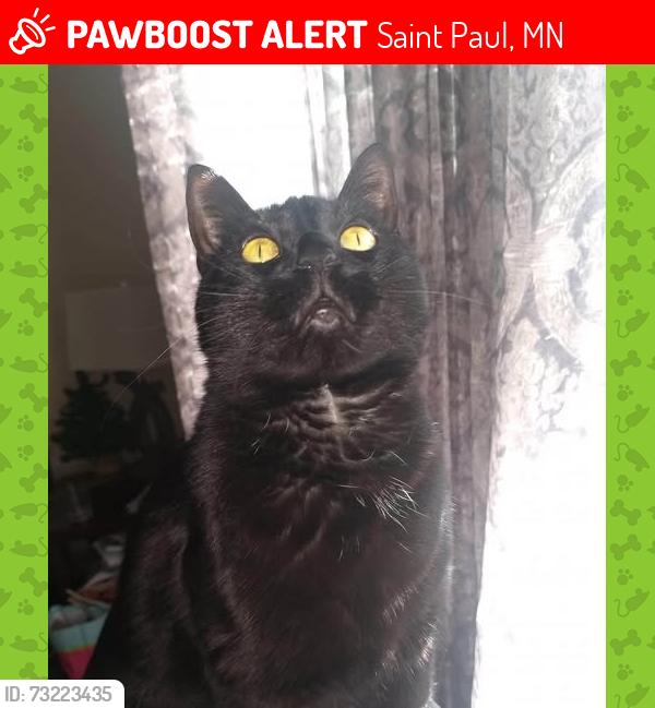 Lost Female Cat last seen west 7th and Otto, Saint Paul, MN 55102