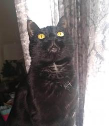 Lost Female Cat last seen west 7th and Otto, Saint Paul, MN 55102