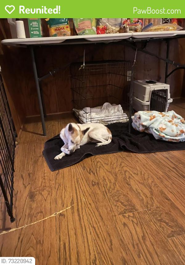Reunited Male Dog last seen 14 mile road, Clinton Township, MI 48035