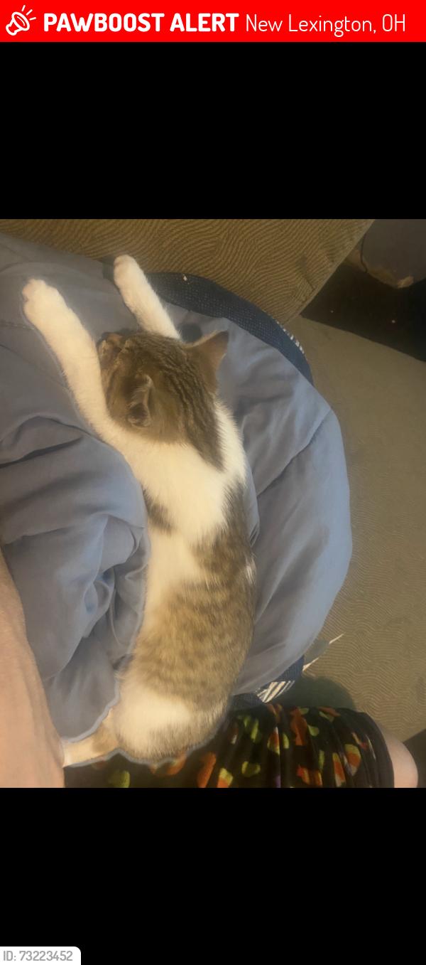 Lost Female Cat last seen Libary, New Lexington, OH 43764