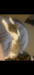 Lost Female Cat last seen Libary, New Lexington, OH 43764