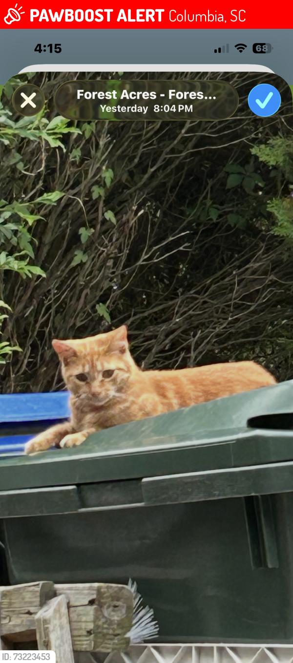 Lost Female Cat last seen Pinestraw Rd. at Old Forest neighborhood, Columbia, SC 29204
