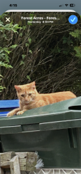 Lost Female Cat last seen Pinestraw Rd. at Old Forest neighborhood, Columbia, SC 29204