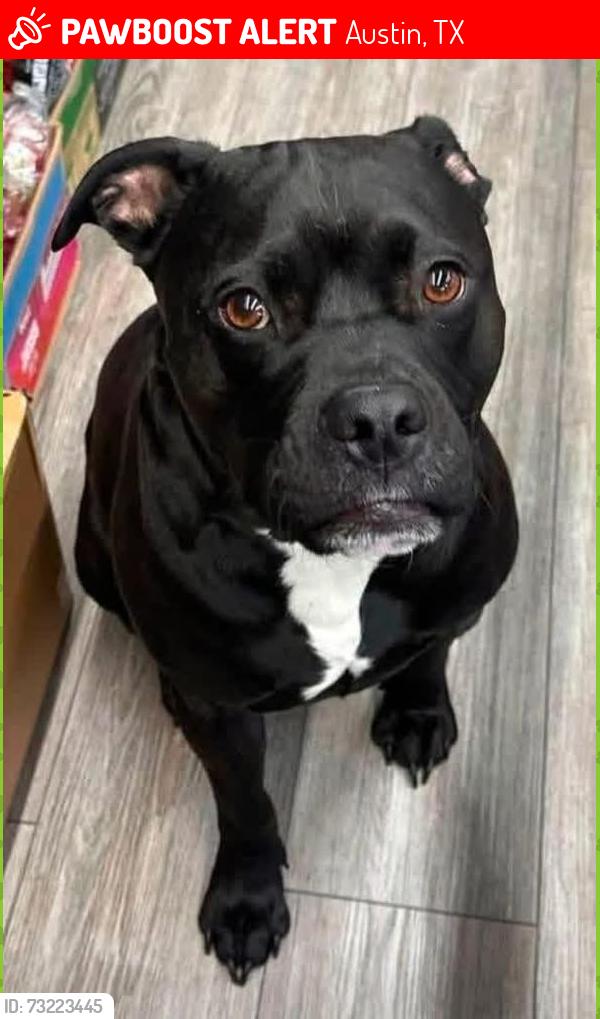 Lost Male Dog last seen Airport Blvd. and Parkwood Dr. at the Urban Villas apmts, Austin, TX 78722