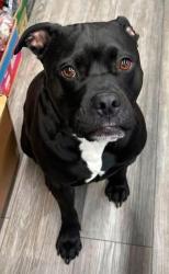 Lost Male Dog last seen Airport Blvd. and Parkwood Dr. at the Urban Villas apmts, Austin, TX 78722