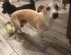 Found/Stray Male Dog last seen !4th ave and mountain view, Phoenix, AZ 85020