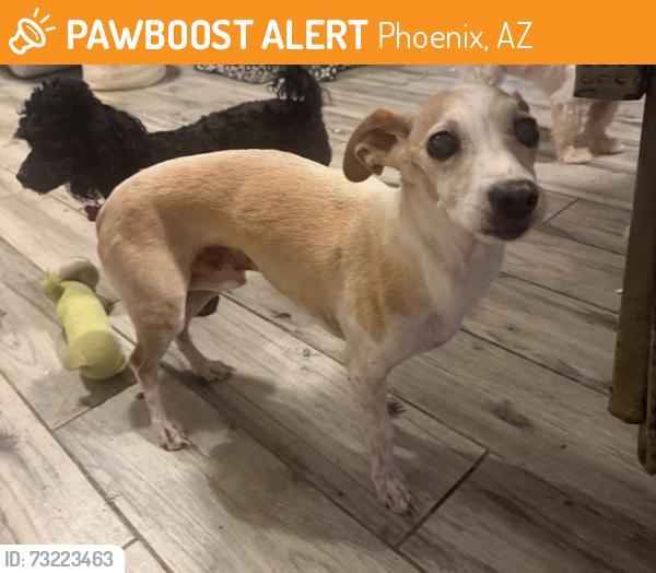 Found/Stray Male Dog last seen !4th ave and mountain view, Phoenix, AZ 85020