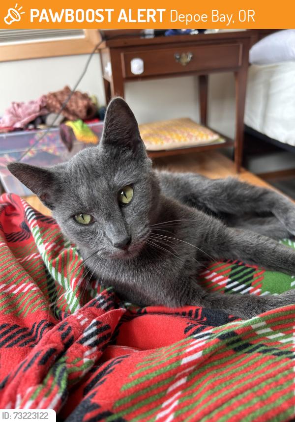 Found/Stray Female Cat last seen Under car on lane street, Depoe Bay, OR 97341