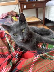 Found/Stray Female Cat last seen Under car on lane street, Depoe Bay, OR 97341