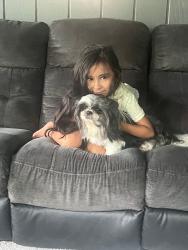Lost Male Dog last seen Near Karl Rd, Columbus, OH 43229, Columbus, OH 43229
