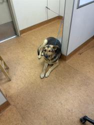 Shelter Stray Male Dog last seen O ST/ 8TH ST, 95673, 3839 Bradshaw Rd, Sacramento, CA 95827, USA