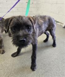 Shelter Stray Male Dog last seen GARDENA AND, 333 Chandler Pl, San Bernardino, CA 92408, USA