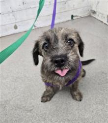 Shelter Stray Male Dog last seen GARDENA AND, 333 Chandler Pl, San Bernardino, CA 92408, USA