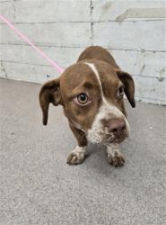 Shelter Stray Female Dog last seen GARDENA AND, 333 Chandler Pl, San Bernardino, CA 92408, USA