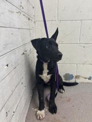 Shelter Stray Male Dog last seen HARRIS X 7TH ST, 333 Chandler Pl, San Bernardino, CA 92408, USA
