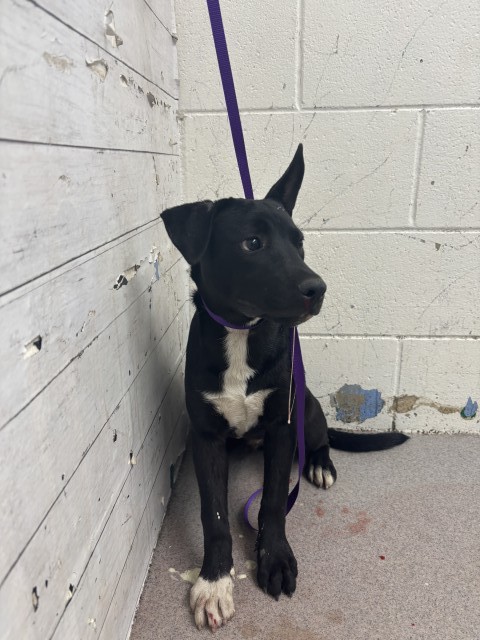 Shelter Stray Male Dog last seen HARRIS X 7TH ST, 333 Chandler Pl, San Bernardino, CA 92408, USA