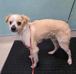 Shelter Stray Male Dog last seen Near BLOCK MAZZONE AVE, RENO NV 89502, 2825 Longley Ln Suite A, Reno, NV 89502, USA