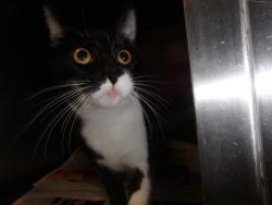 Shelter Stray Female Cat last seen , West Valley Animal Shelter, 20655 Plummer St, Chatsworth, CA 91311, USA