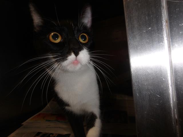 Shelter Stray Female Cat last seen , West Valley Animal Shelter, 20655 Plummer St, Chatsworth, CA 91311, USA
