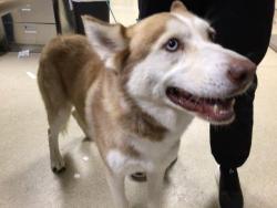 Shelter Stray Male Dog last seen Near BLOCK ANABEL ST, JURUPA VALLEY CA, 6851 Van Buren Boulevard, Jurupa Valley, CA 92509, USA