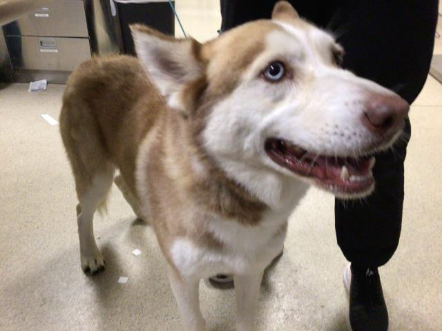 Shelter Stray Male Dog last seen Near BLOCK ANABEL ST, JURUPA VALLEY CA, 6851 Van Buren Boulevard, Jurupa Valley, CA 92509, USA