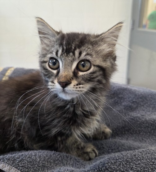 Shelter Stray Female Cat last seen Near BLOCK E 104TH WAY, 12155 Park Blvd, Brighton, CO 80601, USA