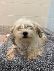 Shelter Stray Female Dog last seen LARSH DR AND JORDAN DR, 12155 Park Blvd, Brighton, CO 80601, USA
