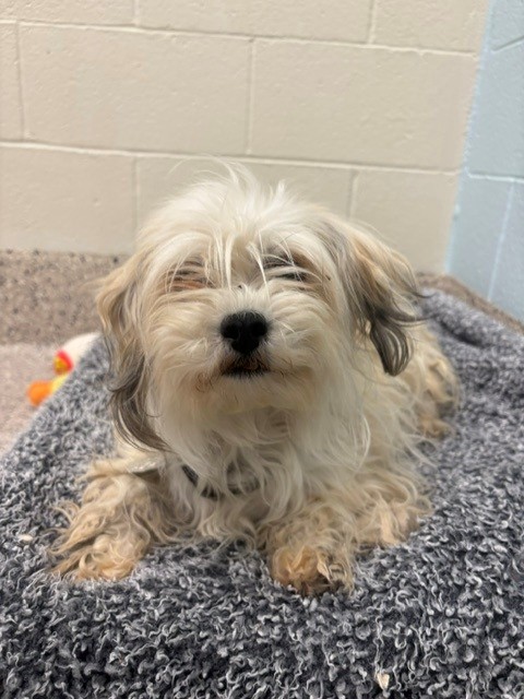 Shelter Stray Female Dog last seen LARSH DR AND JORDAN DR, 12155 Park Blvd, Brighton, CO 80601, USA