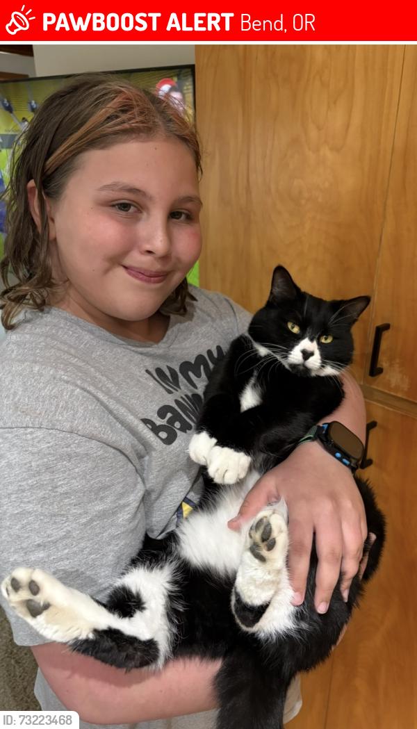 Lost Male Cat last seen 15th, Bend, OR 97702
