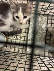 Shelter Stray Male Cat last seen Near BLOCK QUEBEC ST, 12155 Park Blvd, Brighton, CO 80601, USA